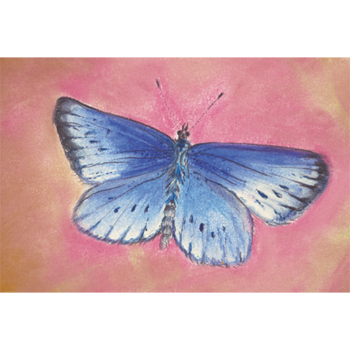 ansichtkaart blauwtje vlinder Brechtje Duijzer