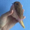 VERKOCHT one of a kind vogeltje van vilt "soft embrace" - Afbeelding 3