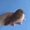 VERKOCHT one of a kind vogeltje van vilt "soft embrace" - Afbeelding 5