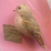 one of a kind vogeltje van vilt warm embrace