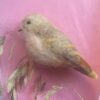 VERKOCHT one of a kind vogeltje van vilt "warm embrace" - Afbeelding 3
